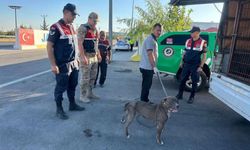 Kilis'te pitbull cinsi köpeği minibüste taşıyan kişiye 33 bin 399 lira ceza