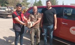 Şanlıurfa'da tedavisi tamamlanan 2 leylek doğaya bırakıldı