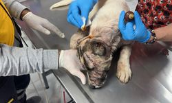 Adıyaman'da sahibi tarafından bıçaklanan köpeğin tedavisi sürüyor