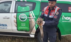 Adıyaman'da yaralı bulunan şahin koruma altına alındı