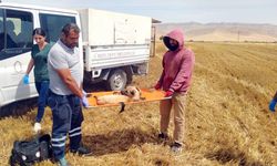 Mardin'de ayaklarını biçerdövere kaptıran köpek yaralandı