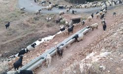 Hasankeyf'te Hayvanların Su Sorunu Çözüldü