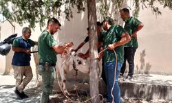 Gaziantep'te kaçan 12 kurbanlık yakalanarak sahiplerine teslim edildi