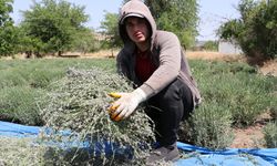 Kilis’te lavanta hasadı başladı