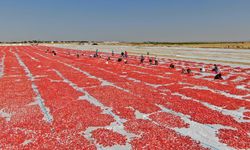 Diyarbakır'da bu yıl yaklaşık 35 bin ton kurutulmuş domates üretimi hedefleniyor