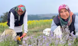 Kocaeli’de mor tarlalarda lavanta hasadı başladı