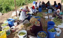 Adıyaman'da "Peygamber üzümü"nde hasat başladı