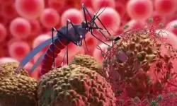 Asya'da Yeni Kâbus: Nipah Virüsü Yayılıyor! Beyni Etkiliyor, Aşısı Yok... İşte 8 Kritik Belirti