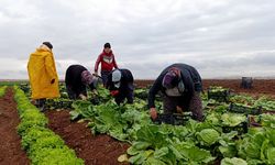 Adıyaman'da alternatif olarak yetiştirilen marulda hasat başladı