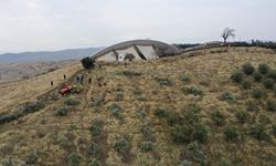 Göbeklitepe'deki zeytin ağaçları yeni yerine taşınıyor