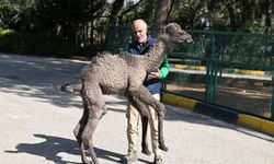 "Boncuk" isimli deve yavrusuna anne hassasiyetiyle bakılıyor