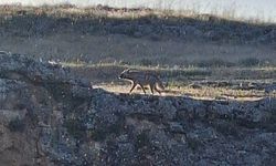 Adıyaman'da çizgili sırtlan görüntülendi