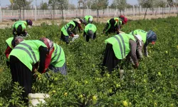Binlerce yıllık Ata tohumları Karatay'da hayat buluyor