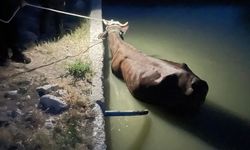 Gölbaşı'nda sulama havuzuna düşen inek kurtarıldı