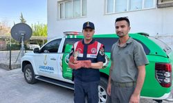 Kilis'te yaralı bulunan kerkenez kuşu koruma altına alındı