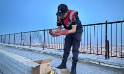 Kilis'te yol kenarında bulunan kartal yavruları koruma altına alındı