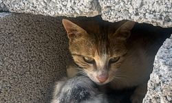 Şanlıurfa'da beton kolonun altında mahsur kalan kedi yavrusu kurtarıldı