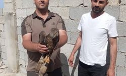 Şanlıurfa'da yaralı halde buluna kızıl şahin tedavi altına alındı