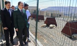 Siirt'te hayvan barınağı hizmetlerini sürdürüyor