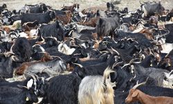 Şırnak'ta göçerler hayvanlarını yaylalara götürmek için yola koyuldu