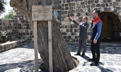 Şırnak'ta kilise avlusundaki 402 yıllık dut ağacının bakımı yapılıyor