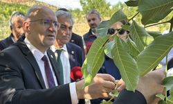 TBMM Zirai Don Olayını Araştırma Komisyonu üyeleri, Adıyaman'daki bahçelerde incelemelerde bulundu
