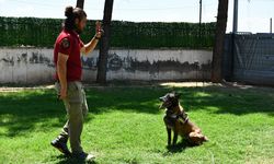 Batman'da görev yapan hassas burun "Linda" emekli oldu