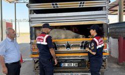 Diyarbakır'da jandarmadan kurbanlık denetimi