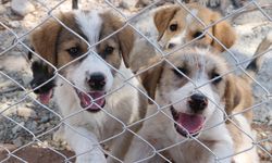 Kilis'te sahipsiz köpekler için özel yaşam alanı kuruldu