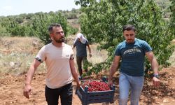 Mardin'de "Napolyon" kirazında hasat sürüyor