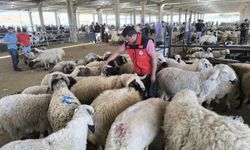 Şanlıurfa'da hayvan pazarında denetim yapıldı