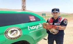 Yaralı Şahin Jandarma Tarafından Kurtarıldı
