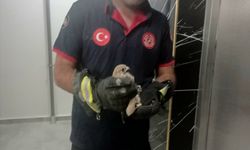 Batman'da Balkon Korkuluğuna Sıkışan Atmaca Kurtarıldı