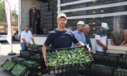 Batmanlı Çiftçiye 210 Bin Karnabahar ve Lahana Fidesi!