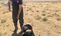 Batman'da Kanalda Mahsur Kalan Yavru Köpek Kurtarıldı