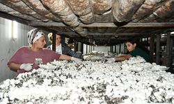 Batmanlı Girişimci Yıllık 600 Ton Mantar Üretiyor