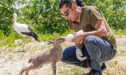 Diyarbakır'daki merkezde aşırı sıcaktan etkilenen yaban hayvanı yavrularına özenli bakım