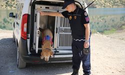 Kadavra arama köpeği 'Pusat' jandarmanın en büyük yardımcısı