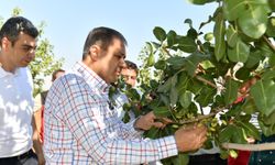 Şanlıurfa Valisi Şıldak, Antep fıstığı hasadına katıldı