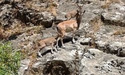 Siirt'te dağ keçileri görüntülendi