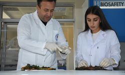 Şırnak Üniversitesi kentte yetişen iki bitkinin 3 hastalığa iyi geleceğini saptadı