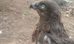 Şırnak'ta yaralı ya da bitkin halde bulunan farklı türden 4 kuş tedavi altına alındı