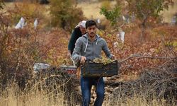 Mezrone Üzümü Nedir?