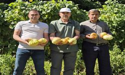 Sason’un Yüksek Yaylalarında Organik Domates Üretimi