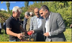 Coğrafi İşaretli Kozluk Domatesi Hasat Edildi