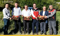 Kozluk Domatesi Sofraları Şenlendiriyor