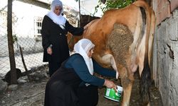 Batman'da İneği Ölen Kadına Komşu Desteği