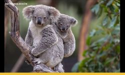 Koalaların özellikleri nelerdir?