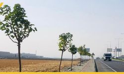 Batman'da Erdoğan Bulvarı'na 550 Ağaç