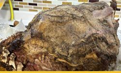 Mardin Usulü Kaburga Dolması Nasıl Yapılır?